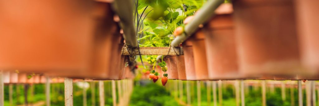 סולמות קטיף לעצי פרי