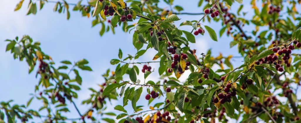 סולמות קטיף לעצי פרי