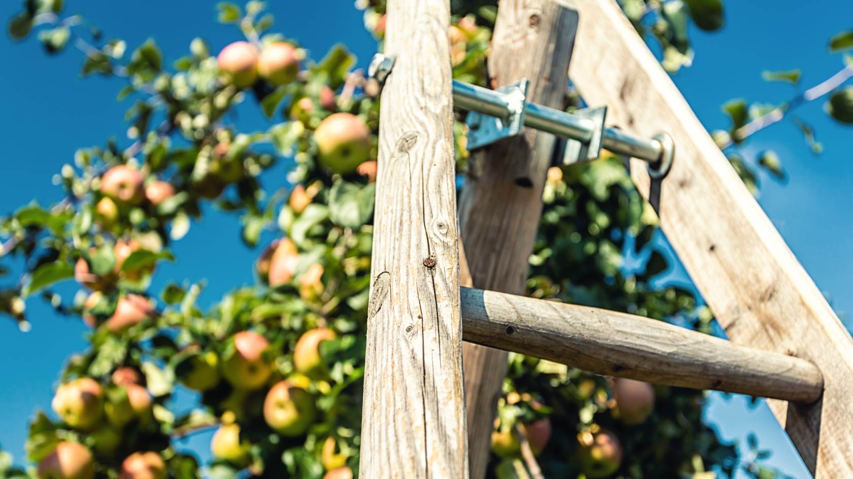 סולמות קטיף מקצועיים