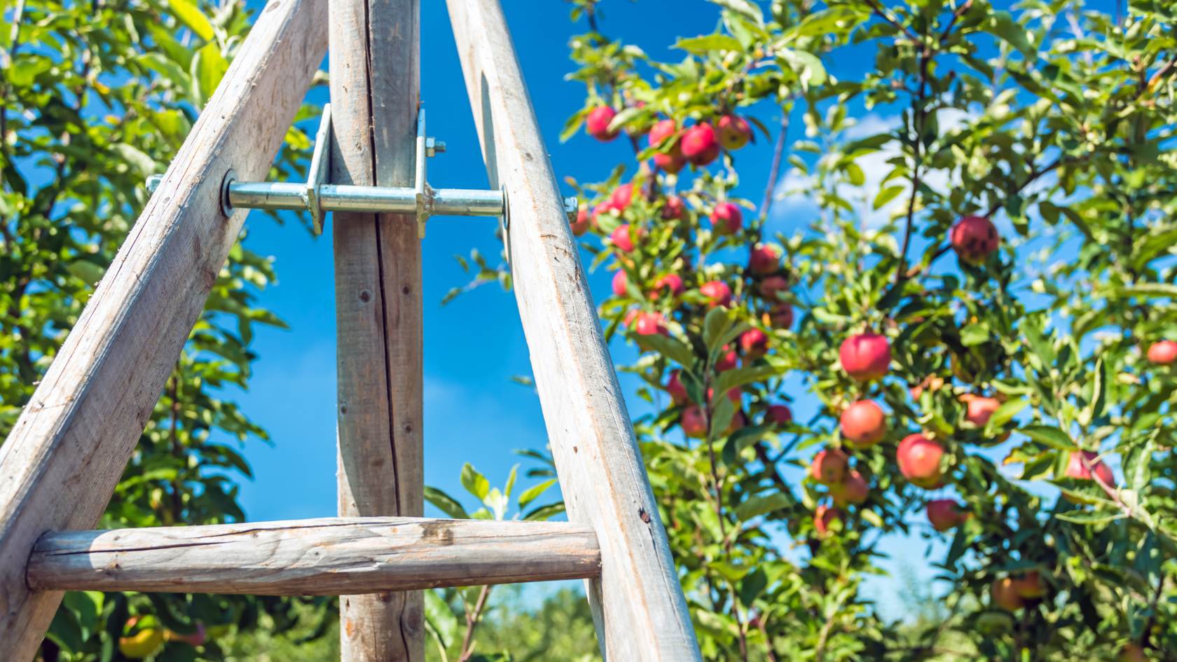 סולמות קטיף מקצועיים