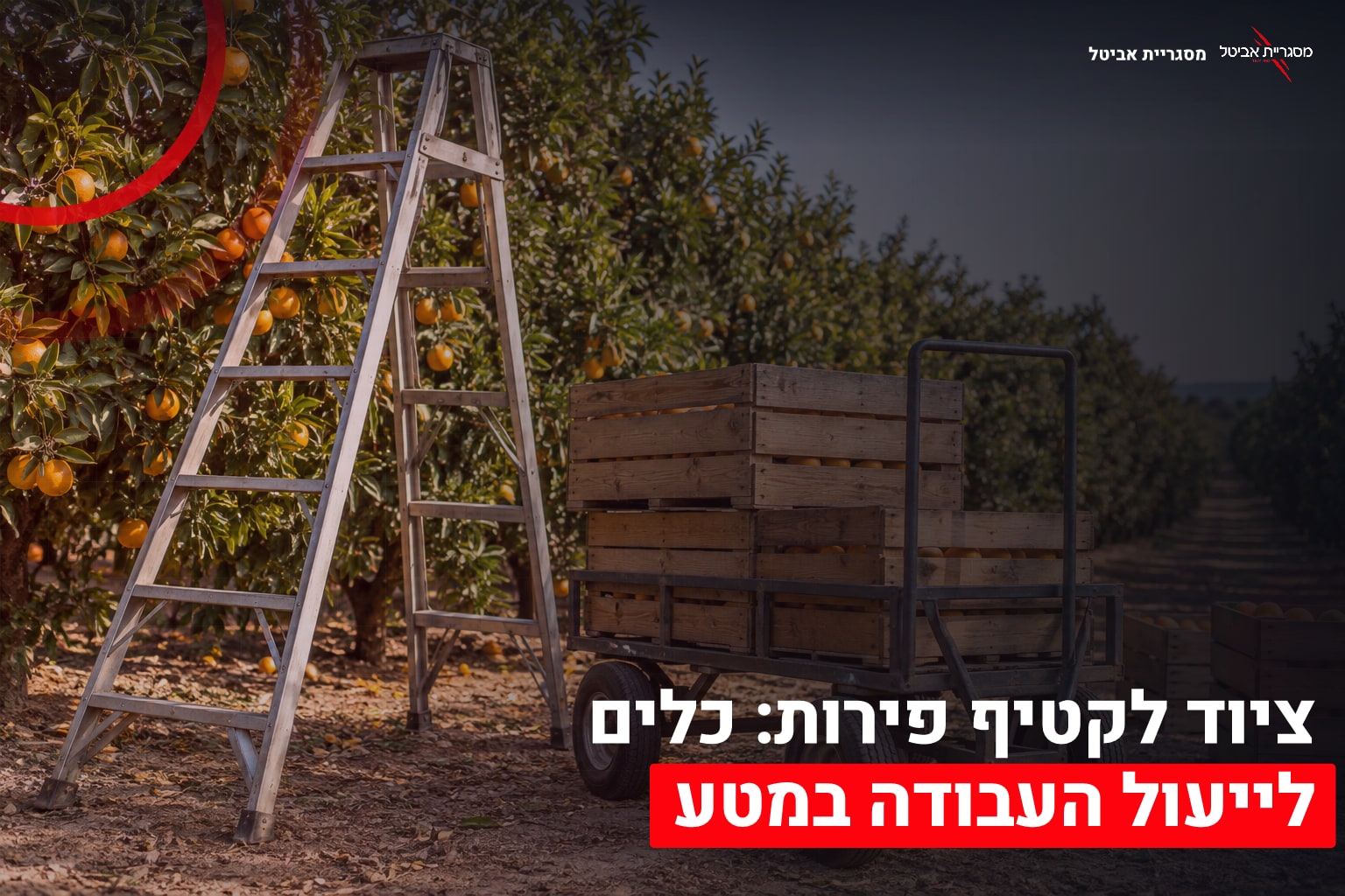 ציוד לקטיף במטע